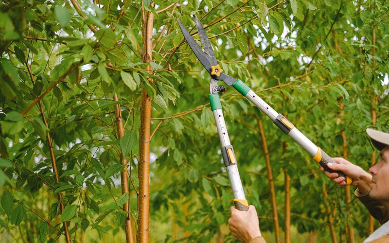 Tree trimming in Foreman, AR