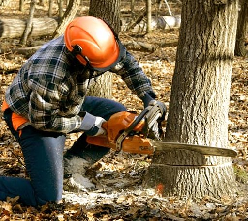 Tree Removal in Foreman, AR